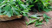 【行業(yè)資訊】南陽日報-成立保護創(chuàng)新基地 發(fā)展壯大艾草產(chǎn)業(yè)！