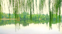 【養(yǎng)生知識】已入五九，六九將至，五九的養(yǎng)生秘訣，你知道嗎？