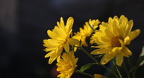 【養(yǎng)生知識(shí)】入秋菊花藥膳，美味營(yíng)養(yǎng)、養(yǎng)生保?。? />
                    </a>
                </div>
            </li>
            
            <li id=
