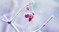 【小寒節(jié)氣】時(shí)處二三九，臘月梅花開！