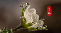 【二十四節(jié)氣灸】雨水節(jié)氣，扶陽(yáng)、祛濕、調(diào)氣血，才是養(yǎng)生重點(diǎn)！艾灸，橫掃濕寒！