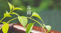 【二十四節(jié)氣灸】谷雨節(jié)氣脾土濕，艾灸降濕濁，脾旺不受邪！