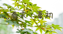 【艾灸養(yǎng)生】春末夏初：上熱下寒癥狀，補(bǔ)不如疏通淤堵，試試艾灸吧！