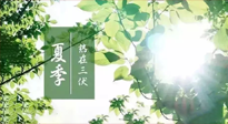 【艾灸三伏天】今年三伏不一般，仙草小助理建議大家早作準備哦！