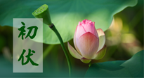 【三伏天】初伏將至，“蒸煮”模式開啟！想要健康，這四類食物別錯過??！