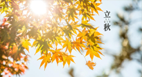 【節(jié)氣飲食】立秋將至，吃最合適的飲食，平穩(wěn)度過季節(jié)交替！